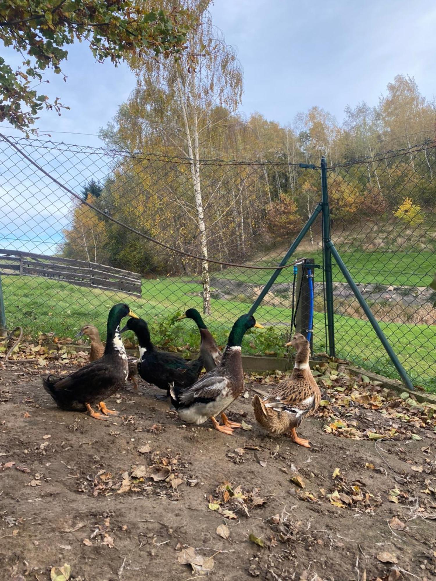 Na Uboczu Gryfów Slaski Exterior foto